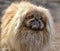 sweet pekingese dog.