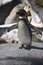 Sweet pentoo penguin opening its wings while standing