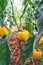 Sweet pepper or capsicum annuum group hanging on tree in organic vegetables farm