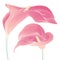 Sweet pink Calla lilies