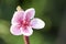 Sweet pink flower blooming peach in the spring garden. Blossoming tree