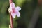 Sweet pink flower blooming peach in the spring garden. Blossoming tree