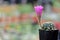 Sweet pink flower blossom of Mammillaria cactus in a pot with blurred many kinds of a houseplant at the market