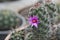 Sweet pink flower of mammillaria sphacelata cactus close up