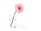 Sweet pink Gerbera flower with water droplet in glass on white