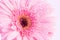 Sweet pink Gerbera flower with water droplet, romantic and fre
