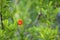 Sweet pomegranate flower on tree branch