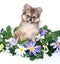 Sweet Pomeranian Puppy