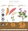 Sweet potato beneficial features graphic template. Gardening, farming infographic, how it grows. Flat style design