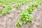 Sweet potato crop