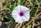 Sweet potato flowers or beauty white flower