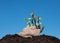 Sweet potato germination with blue sky as background