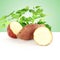 Sweet potato with Growing plant on green background