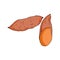 Sweet potato half and whole vegetable, edible root, wholesome healthy food, part of the plant that is used for food