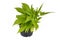 Sweet Potato ``Ipomoea Batatas Sweet Caroline` ornamental vine plant with narrow bright green leaves on white background