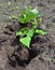 Sweet Potato: Planting, Growing, and Harvesting Sweet Potatoes.