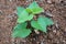 Sweet potato seedlings