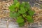 Sweet potato seedlings grow on soil at organic farm