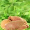 Sweet potato in unfocus plant background