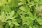 Sweet potato vines background in brilliant green