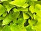 Sweet Potato Vines, Light green color. Extremely fast growing
