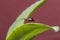 Sweet Potato Weevil sitting on leaf