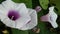 Sweet potatoes flowers