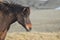 Sweet Profile of a Dark Bay Icelandic Horse