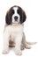 Sweet Puppy Saint Bernard on a White Background