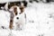 Sweet Puppy in the snow, australian shepherd mixed-breed dog