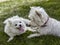 Sweet puppy of West Highland White Terrier and volpino italiano - Westie, Westy Dog Play on clover grass