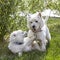 Sweet puppy of West Highland White Terrier and volpino italiano - Westie, Westy Dog Play on clover grass