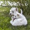 Sweet puppy of West Highland White Terrier and volpino italiano - Westie, Westy Dog Play on clover grass