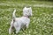 Sweet puppy of West Highland White Terrier - Westie, Westy Dog Play on clover grass