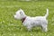 Sweet puppy of West Highland White Terrier - Westie, Westy Dog Play on clover grass