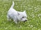 Sweet puppy of West Highland White Terrier - Westie, Westy Dog Play on clover grass