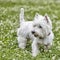 Sweet puppy of West Highland White Terrier - Westie, Westy Dog Play on clover grass