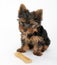 Sweet puppy Yorkshire Terrier