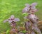 Sweet purple basil grows in a greenhouse