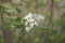 Sweet purple chokeberry, Aronia prunifolia flowering in spring. Close up photo of flowers and leaves