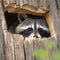 Sweet racoon peeking through a tree. Created using ai generative.