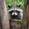 Sweet racoon peeking through a tree. Created using ai generative.