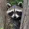 Sweet racoon peeking through a tree. Created using ai generative.