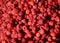 Sweet raspberries background