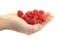 Sweet raspberries on the hand on white background