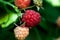 Sweet raspberries. Macro photography.