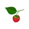 Sweet raspberry hanging on sprig with green leaf. Natural food. Ripe garden berry. Juicy fruit. Flat vector icon