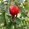 Sweet red berry briar growing on bush with leaves green
