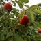 Sweet red berry briar growing on bush with leaves green