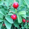 Sweet red berry briar growing on bush with leaves green